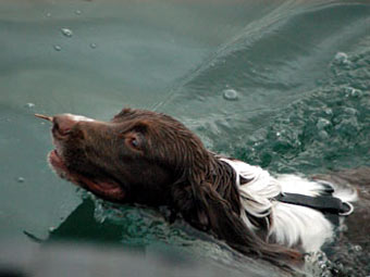 iel Springer Swimming Dog Picture Image