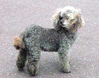 Standard Poodle Dog Picture Image