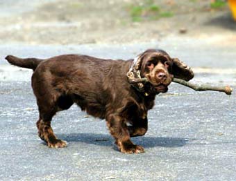 Sussex Spaniel Dog Picture Image