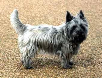 Terrier Cairn Dog Picture Image