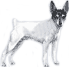 Picture of a Toy Fox Terrier Dog