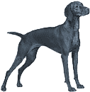 Picture of a Vizsla Dog