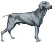 Picture of a Vizsla Dog