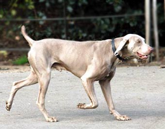 Weimaraner Dog Picture Image