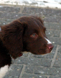 Welsh Spring Puppy Dog Picture Image