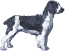 Picture of a Welsh Springer Spaniel Dog