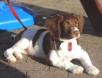 Welsh Springer Dog Picture Image