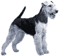 Picture of a Welsh Terrier Dog