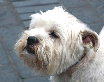 West Highland White Terrier Dog Picture Image