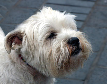 West Highland White Terrior Dog Picture Image