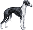 Picture of a Whippet Dog