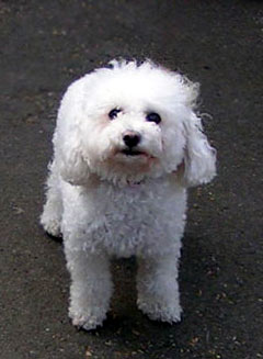 White Bishon Dog Picture Image