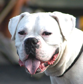 White Boxer Dog Picture Image
