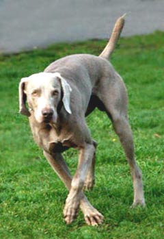 Wiemaraner Dog Picture Image