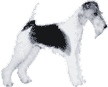 Picture of a Wire Fox Terrier Dog