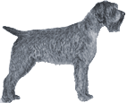 Picture of a Wirehaired Pointing Griffon Dog