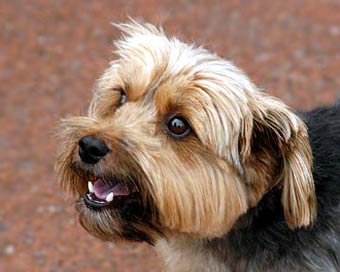 Yorkshire Terrier Dog Picture Image